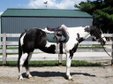 Flashy 11 yr old Black and white paint gelding.