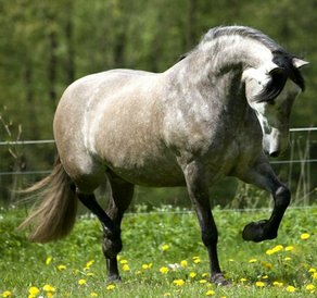 Horse Breed Pura Raza Española (PRE)
