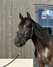 Alegro V - PRE, Wallach, 7 Jahre, Rappe
