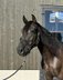 Alegro V - PRE, Wallach, 7 Jahre, Rappe
