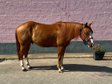 Bildhübscher, leistungsbereiter Quarter Horse Wallach 