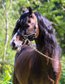 #outstandingwelshcstallion #ponyfascination
