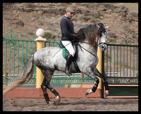 Fandango Gallop
