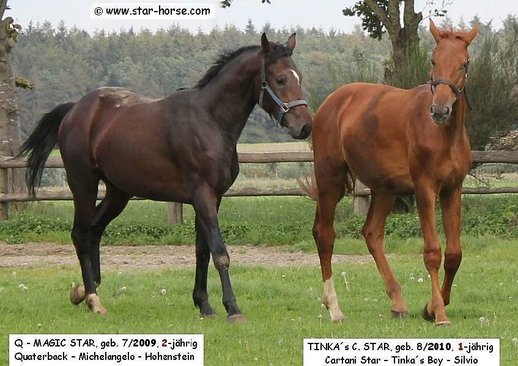 Top jumper TINKAS C. STAR for SALE