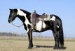 Take a look at this very Unique coming 5 old black/white Friesian