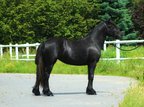 Erstaunliche Fjällpony-Stutfohlen-Showqualität!