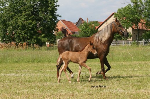 Danielita with foals