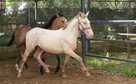 Lusitano Napoleon Perlino 