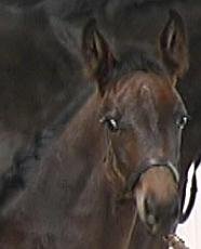 Very elegant dark filly by Ron Rubin/Sandro Hit