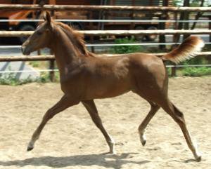 Hengst 2011 mit Weltpedigree  
