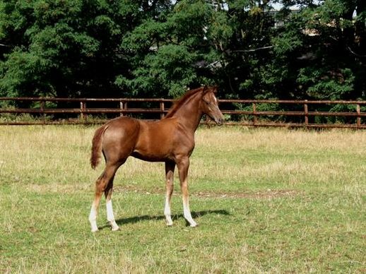 Young stallion with international pedigree