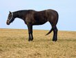 Anhängliche, unkomplizierte Quarter Horse Stute