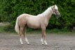 Traumhafte Quarter Horse Palomino Stute mit Top-Abstammung