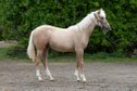 Traumhafte Quarter Horse Palomino Stute mit Top-Abstammung