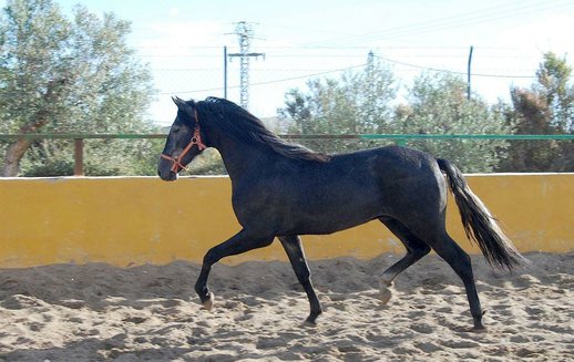 GANADOS CHANDO FARM