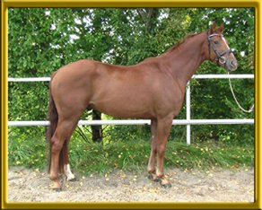 Horse Breed Deutsches Reitpferd