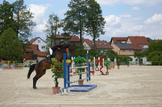 Springpferde-M 2011