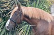 Dark chesnut - Barock horse (PRE)