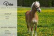 Chic, rideable and cool Hafist mare WITH VIDEO