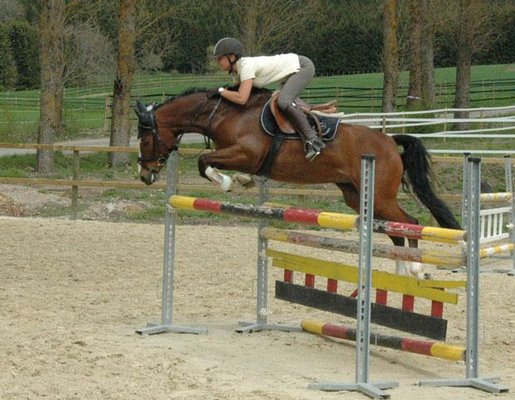 beautiful show pony Mare located descent