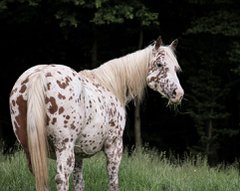 SpotsNDotsRanch