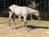 Außergewöhnliches AQHA Quarter Horse Hengstfohlen mit viel Potenz