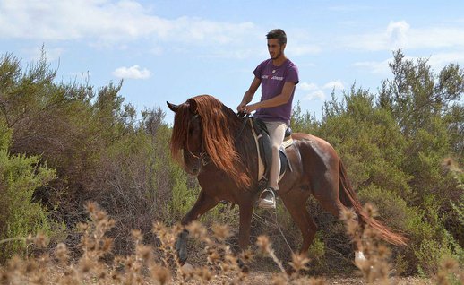 Purebred Spanish (P.R.E)