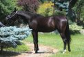 Beautiful tall BLACK homozygous Filly 