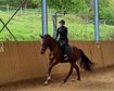 Very well-behaved gelding by V-Plus