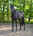 Beautiful black stallion for dressage 