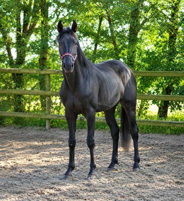 Amazing black stallion