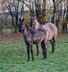 Fantastic blue roan Quarter Horse colt