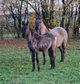 Fantastic blue roan Quarter Horse colt