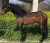 Schönes spanisches Pferd (PRE)