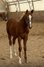 Typvoller Quarter Horse Youngster mit Top-Abstammung