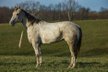 Great Mare with Athletic Movement 