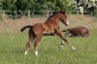 Wunderschönes Quarter Horse Stutfohlen mit guten Gängen