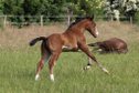 Wunderschönes Quarter Horse Stutfohlen mit guten Gängen