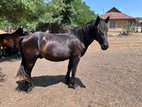 Super-lieber Muraköser sucht Nach neues zu Hause
