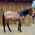 wonderful, easy-to-handle Quarter Horse mare 
