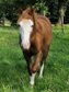 typvoller QH/PH Junghengst mit Reining-Pedigree