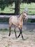 Typvolles dunskin Quarter Horse Fohlen 