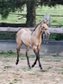 Typvolles dunskin Quarter Horse Fohlen 
