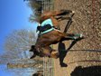 Warmblut-Wallach mit Köpfchen – 5 Jahre, roh