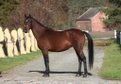 Amazing mare AA with 62 % for Endurance/ Trail 