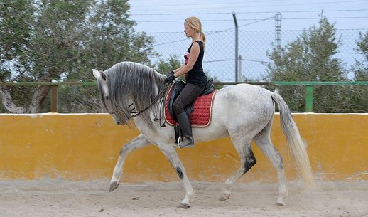 GANADOS CHANDO FARM