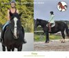 Companion Horse / Noriker