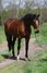 Beautiful mare trained up to L dressage