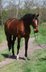 Beautiful mare trained up to L dressage