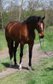 Beautiful mare trained up to L dressage